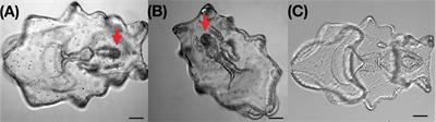Inferring potential causative microbial factors of intestinal atrophic disease in the sea cucumber Apostichopus japonicus